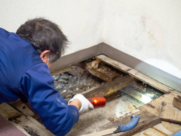 Best Same-Day Mold Removal  in Hayfork, CA