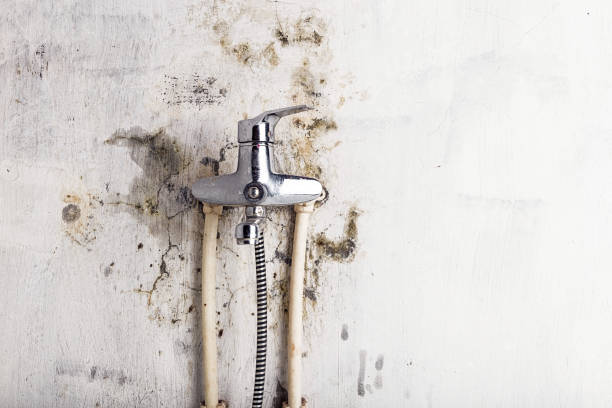 Best Mold Removal Near Me  in Hayfork, CA