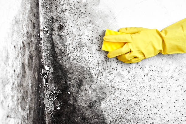 Attic Mold Removal in Hayfork, CA