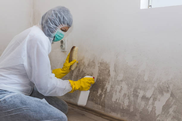Best Fast Mold Removal  in Hayfork, CA