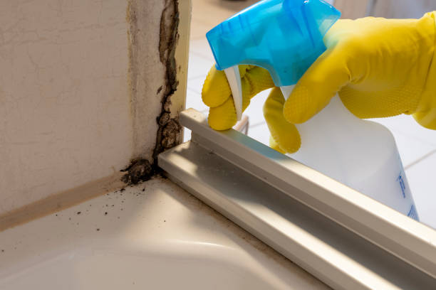 Best Best Mold Removal Companies  in Hayfork, CA