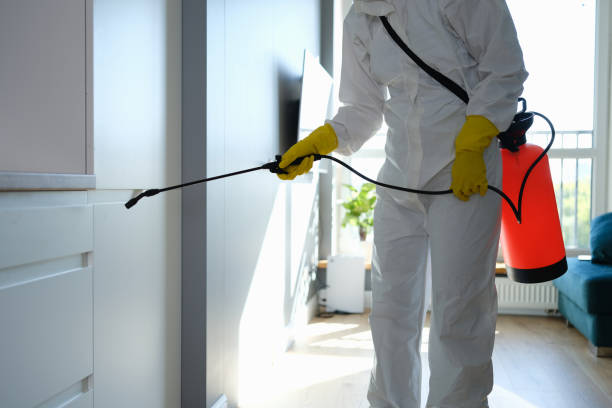 Best Attic Mold Removal  in Hayfork, CA