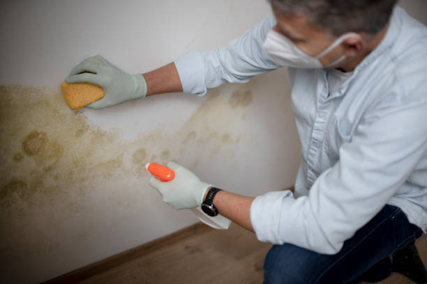 Best Commercial Mold Removal  in Hayfork, CA