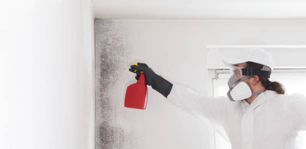 Best Home Mold Removal  in Hayfork, CA