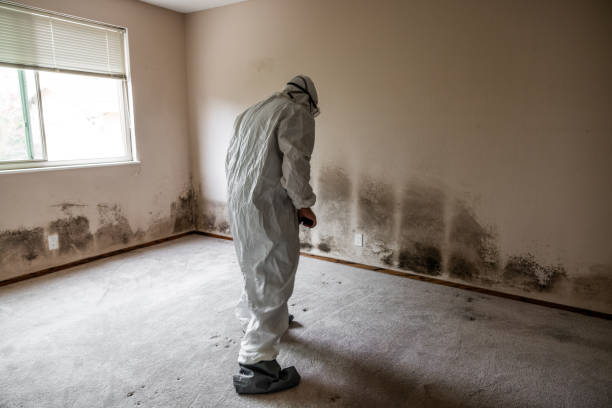 Best Office Mold Removal Services  in Hayfork, CA