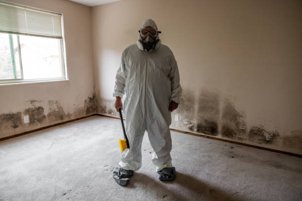 Best Professional Mold Removal  in Hayfork, CA