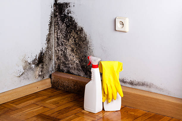 Best Home Mold Removal  in Hayfork, CA