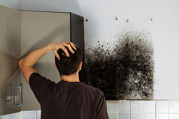Best Toxic Mold Removal  in Hayfork, CA