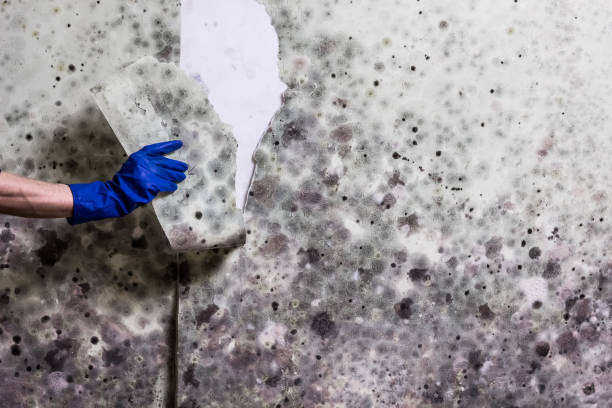 Water Damage Restoration in Hayfork, CA