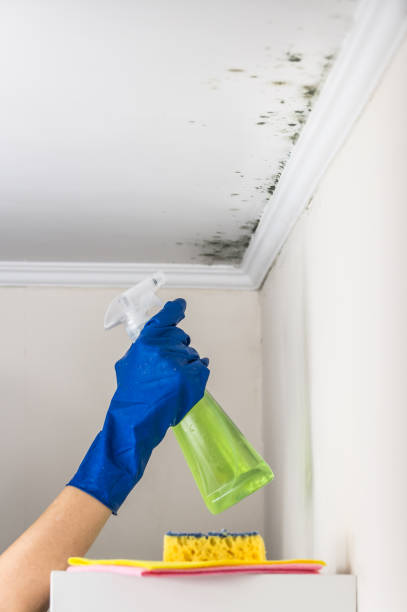 Office Mold Removal Services in Hayfork, CA